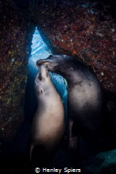 Sea Lion Valentine by Henley Spiers 